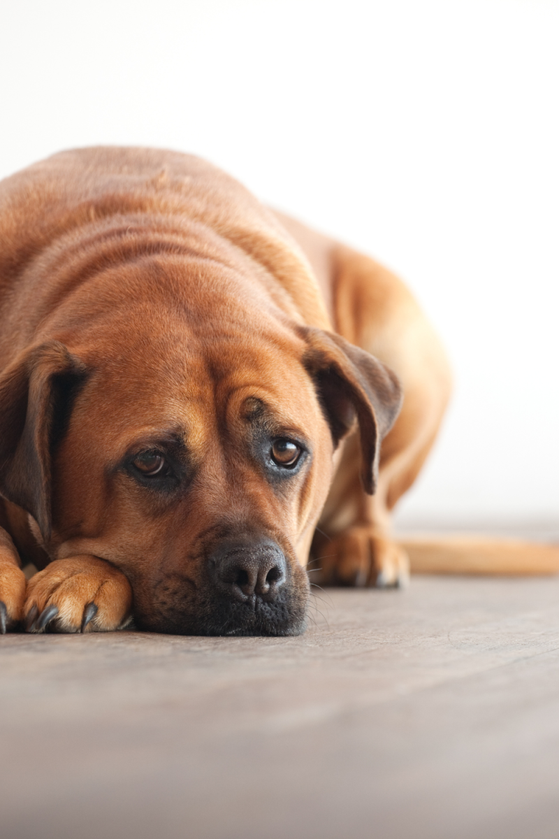 Unlocking the Mystery Why Do Dogs Sigh? HubPages