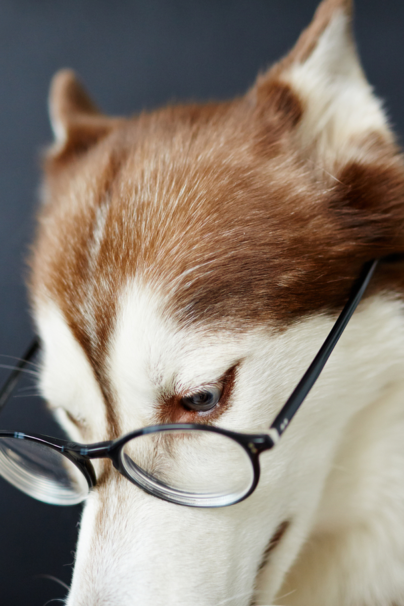 Unlocking the Mystery Why Do Dogs Sigh? HubPages