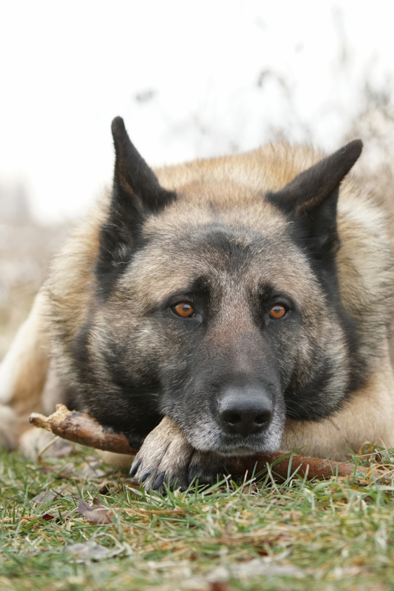 Unlocking the Mystery Why Do Dogs Sigh? HubPages