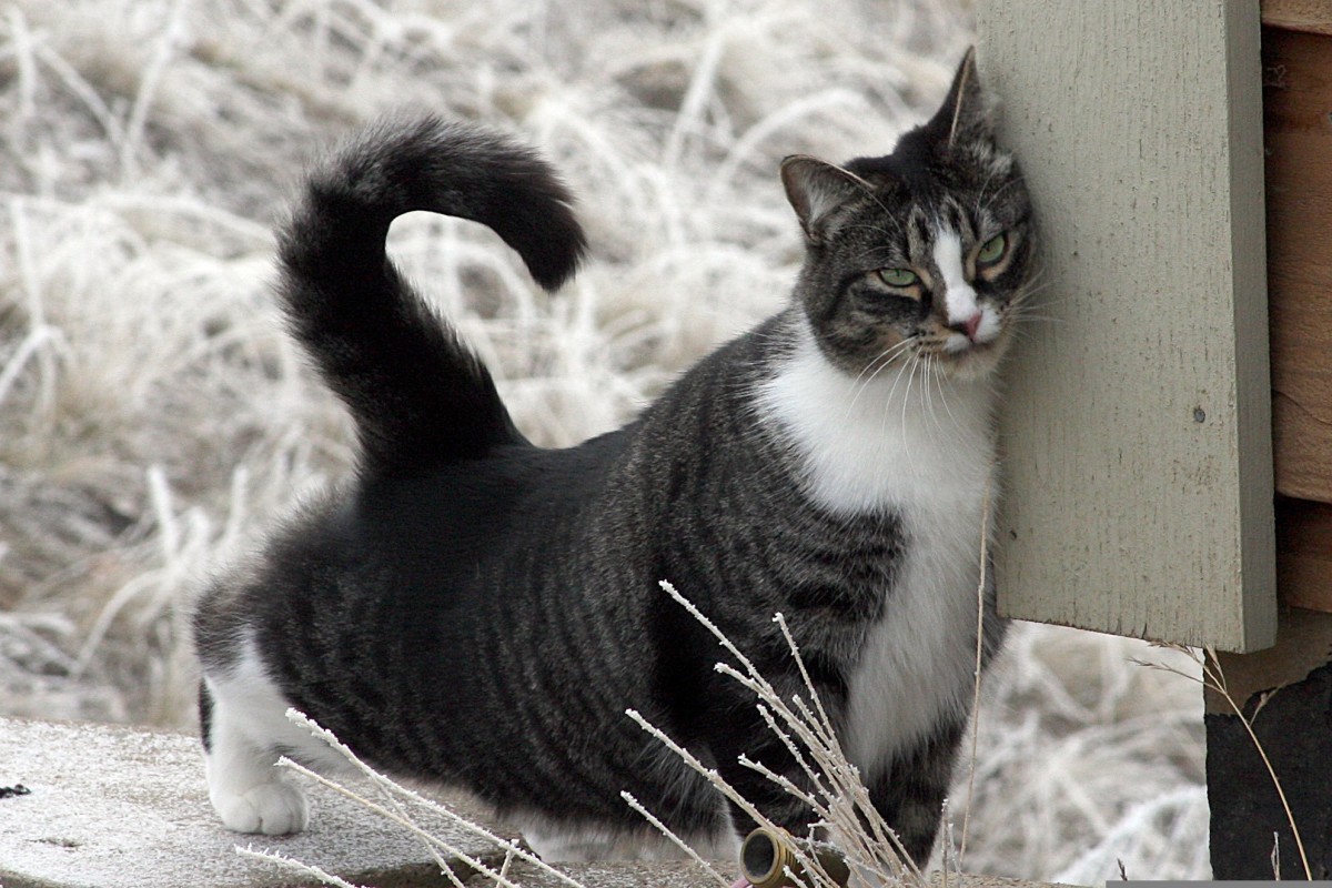 Why Do Cats Rub Their Teeth on You? What Do They Want? PetHelpful