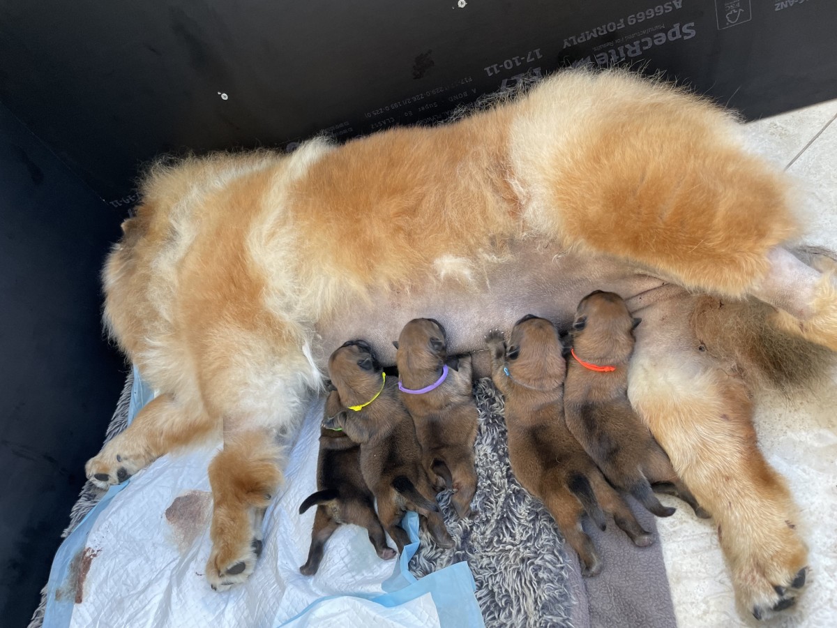 Should Puppies Nurse If The Mother Isn t Producing Enough Milk 