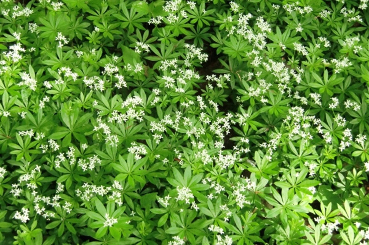 10 LowMaintenance Flowering Ground Cover Plants Dengarden