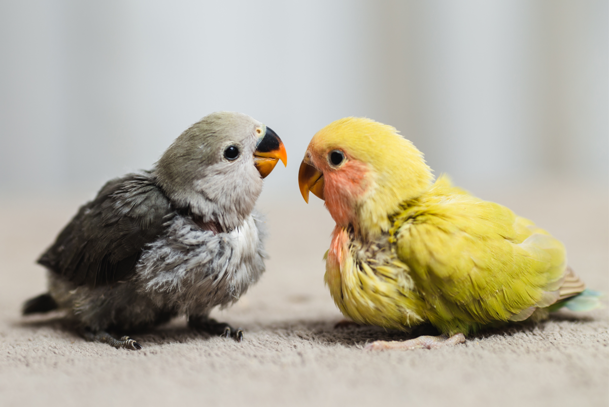 Feeding and Temperature Requirements for Baby Lovebirds