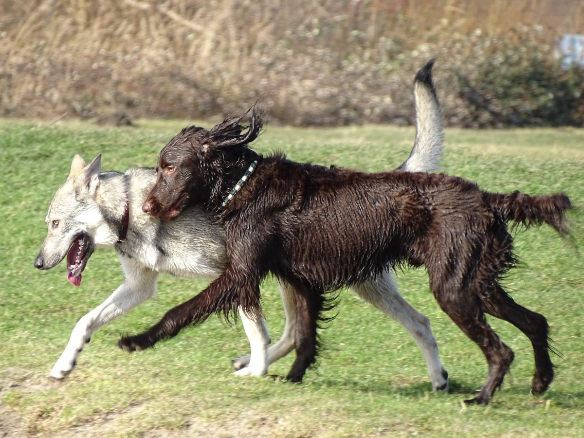 should-you-get-bordetella-vaccine-for-your-dog-what-to-know-pethelpful