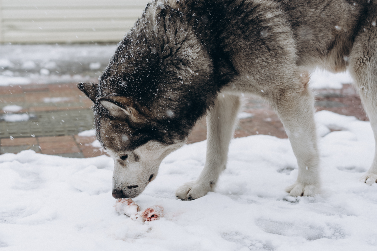 My Dog Eats Everything! How Do I Stop Him From Scavenging on Walks