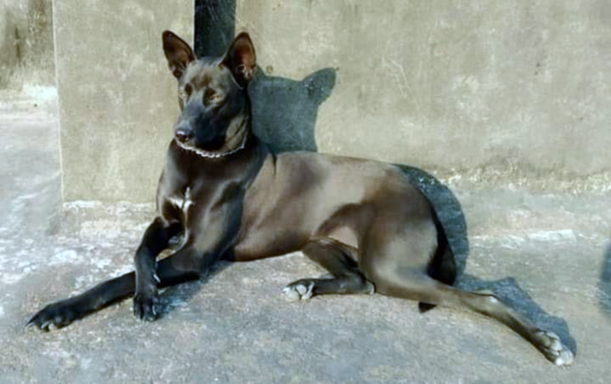 Soneri Kutta Dogs: Breed Information, Facts and Characteristics