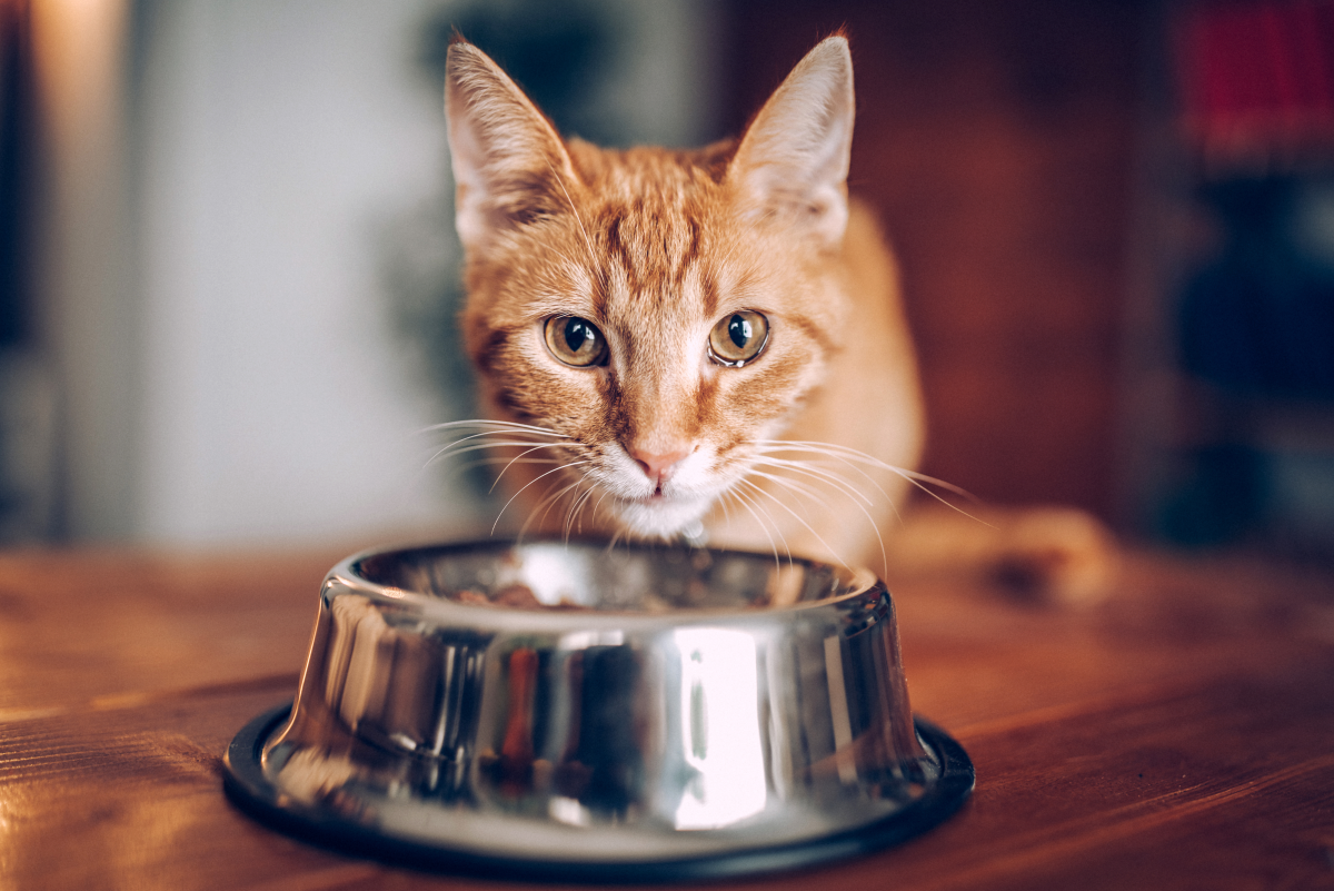 Vet-Approved Homemade Cat Food Recipe (Easy, Healthy, and Cheap)