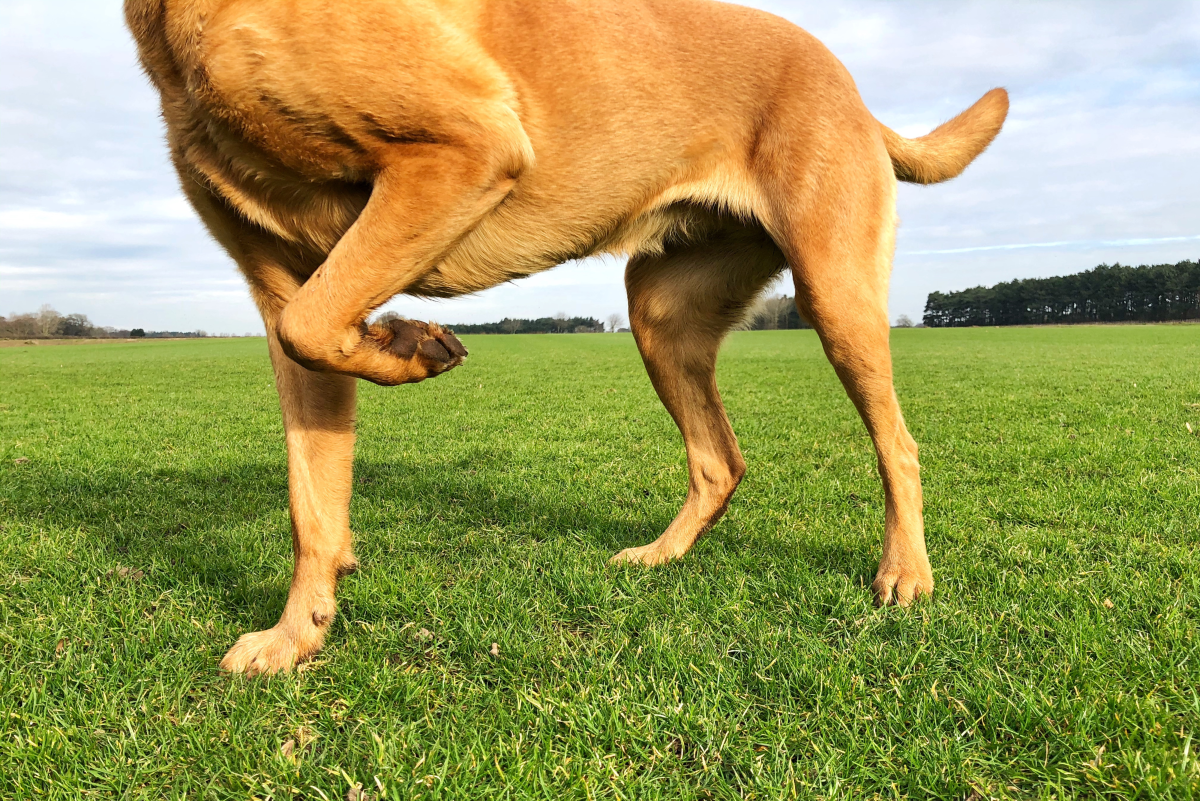 Why Is My Dog Limping? How Can I Help Them?