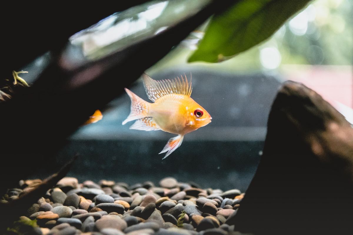 Is It Cruel to Keep Fish in a Tank?