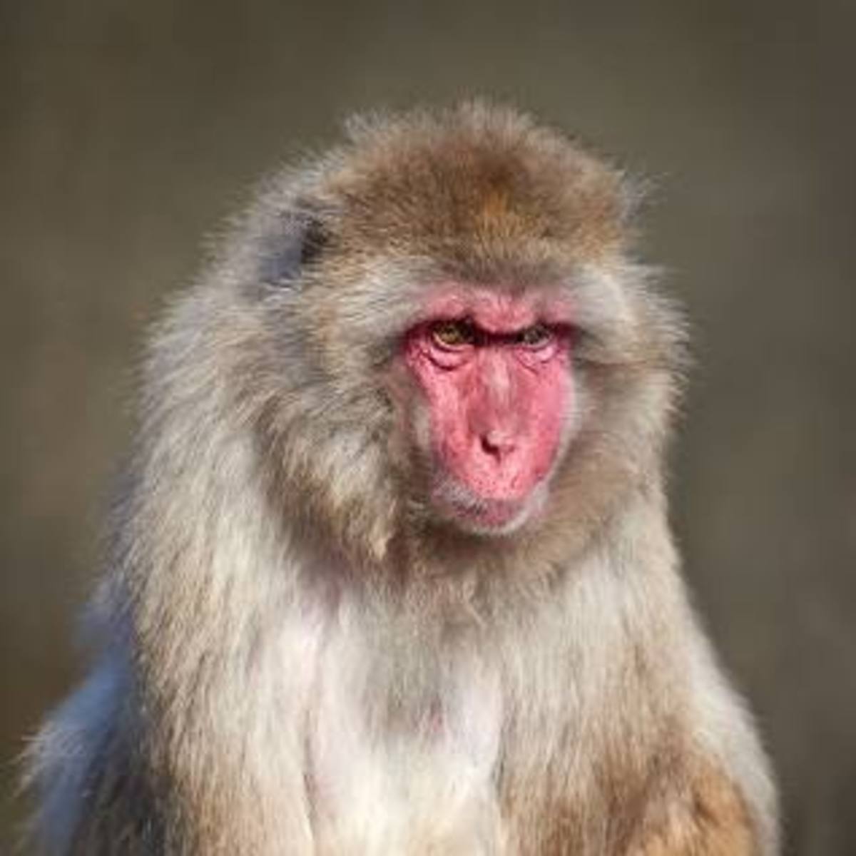 Characteristics of Monkeys HubPages