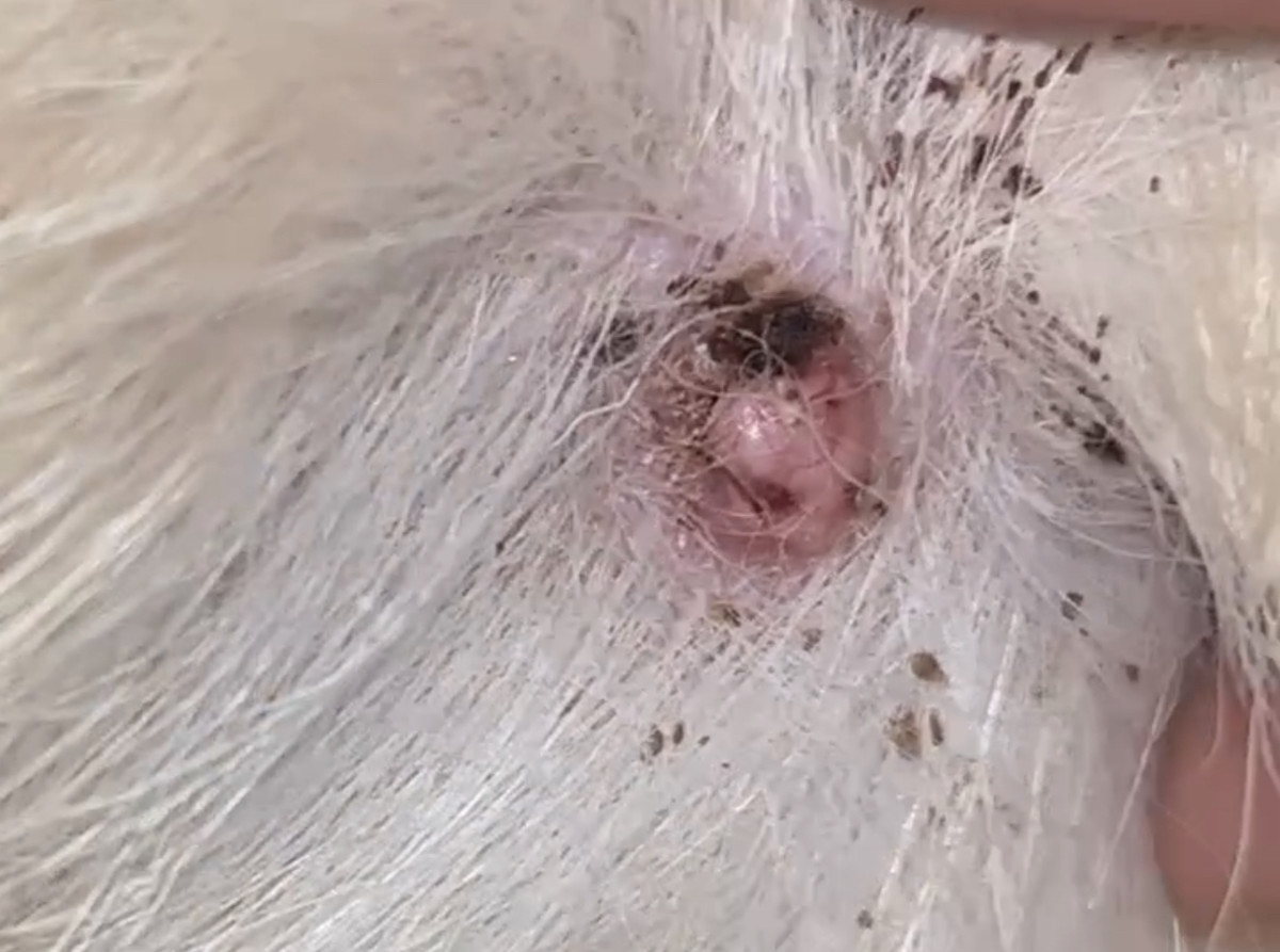 Can Oral Melanoma Spread to a Dog's Skin?