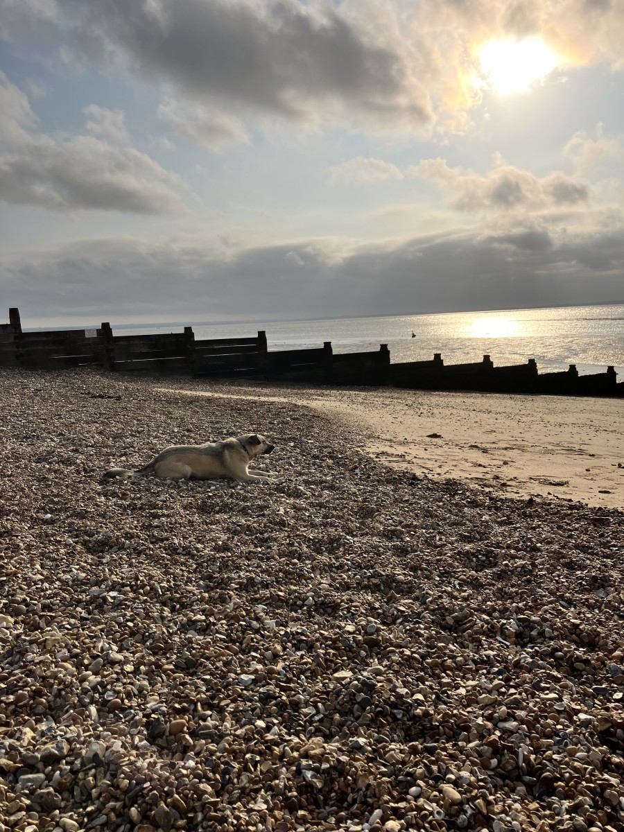 How Dog Friendly is Whitstable Beach?