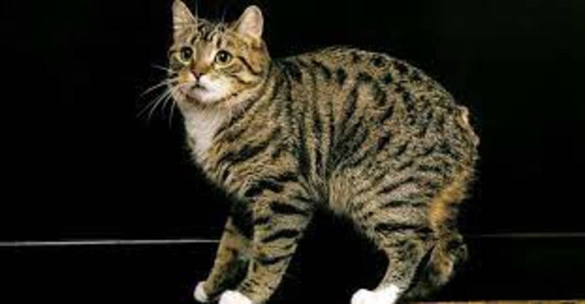 Most Popular Cat Breed-Tabby Cat