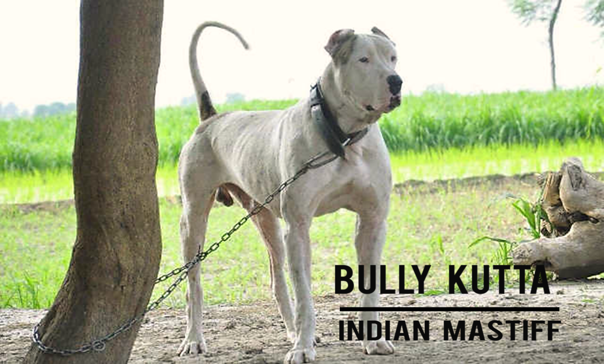 Bully Kutta (Indian Mastiff) Dog Breed Information, Facts & Characteristics
