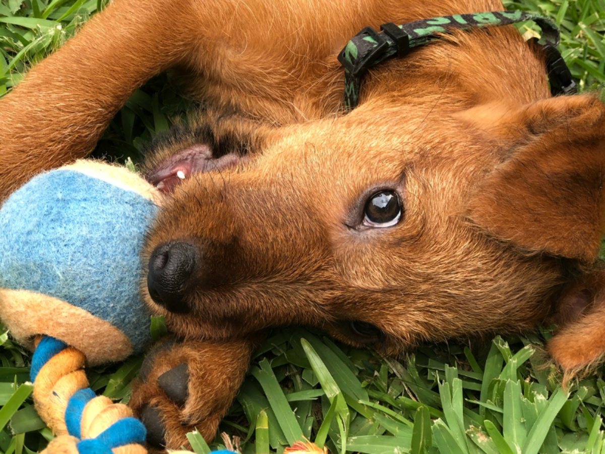Do Puppies Sleep More When Teething? Home Remedies to Help