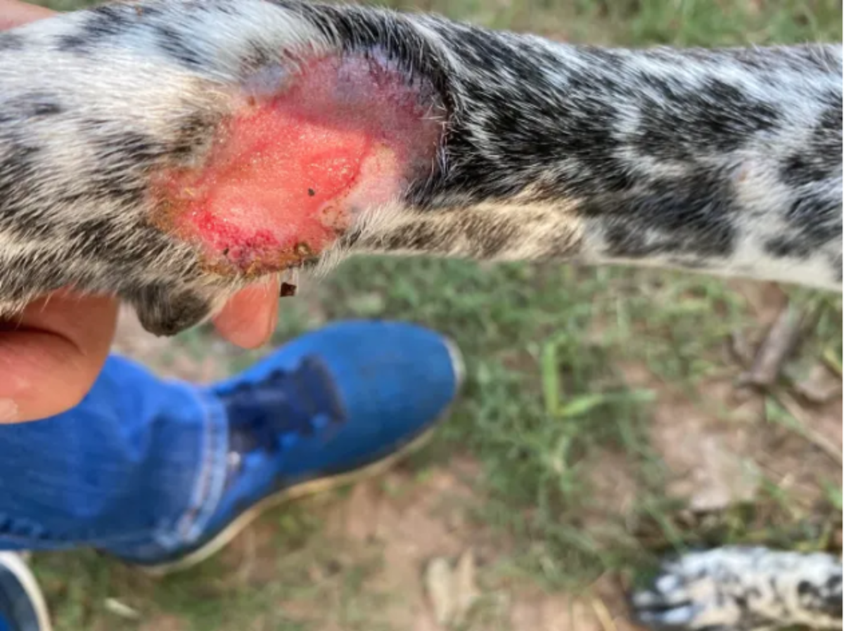 Spray for dog with shop irritated skin after grooming