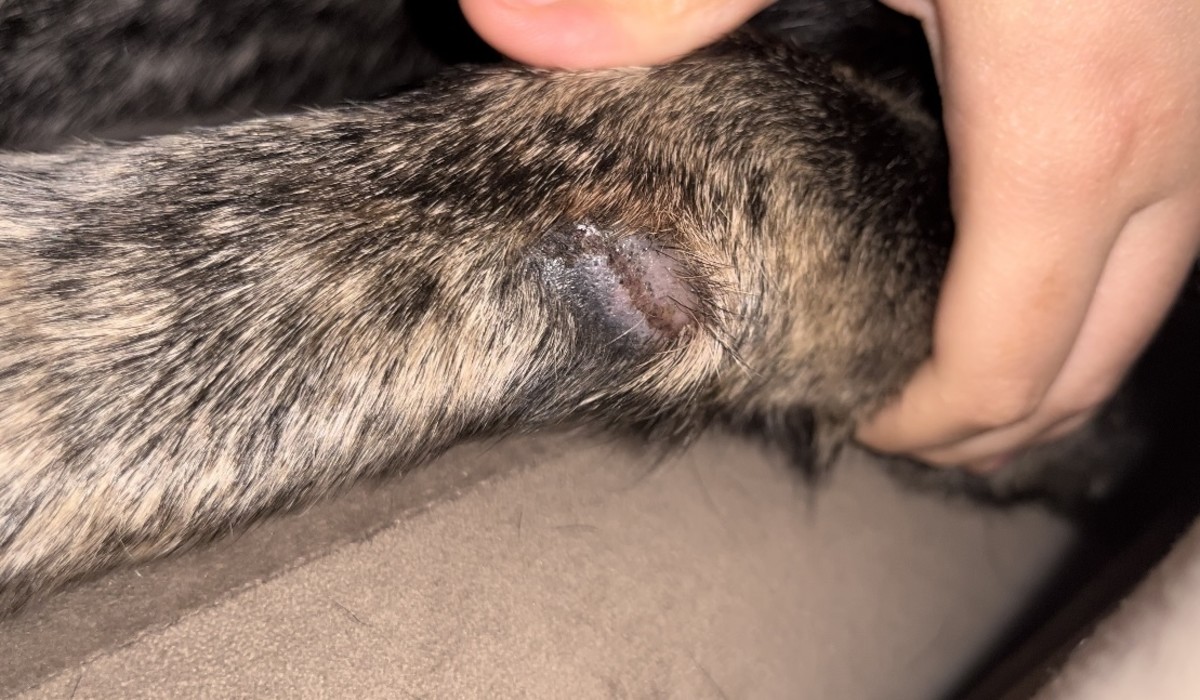 Why Does the Skin on My Dog's Leg Look Weird After Grooming?