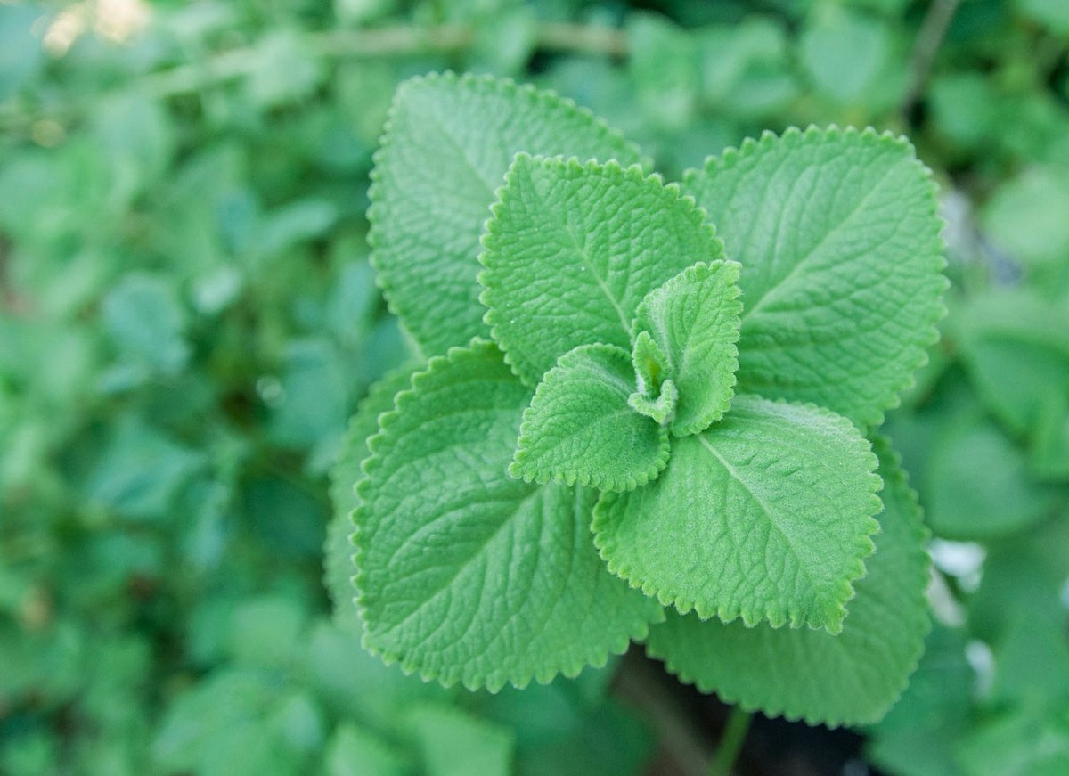 Panikoorka: A Natural Remedy for Colds, Fevers, and Common Ailments