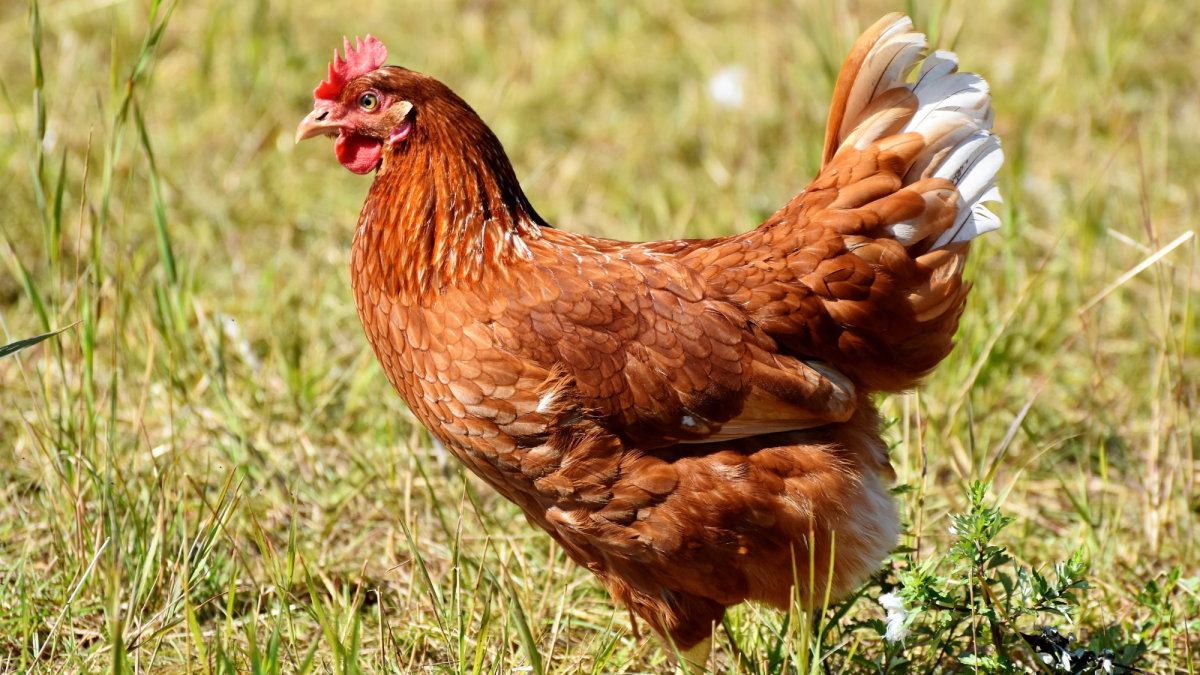 First Aid: How to Care for an Injured Chicken