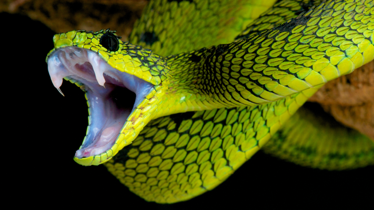 Front- and Rear-Fanged Snake Envenomation Systems