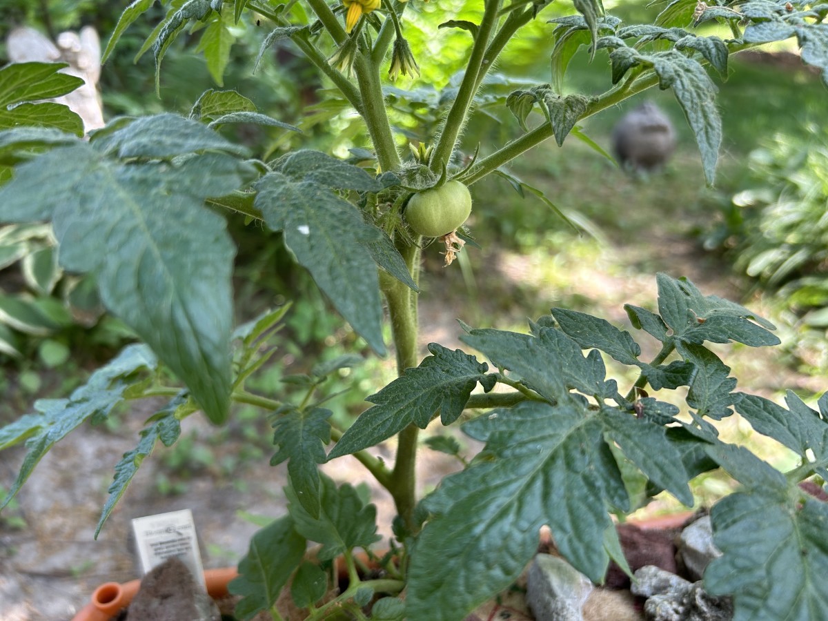 What Is the Garden Patch™ GrowBox™ and How Do I Use It? HubPages