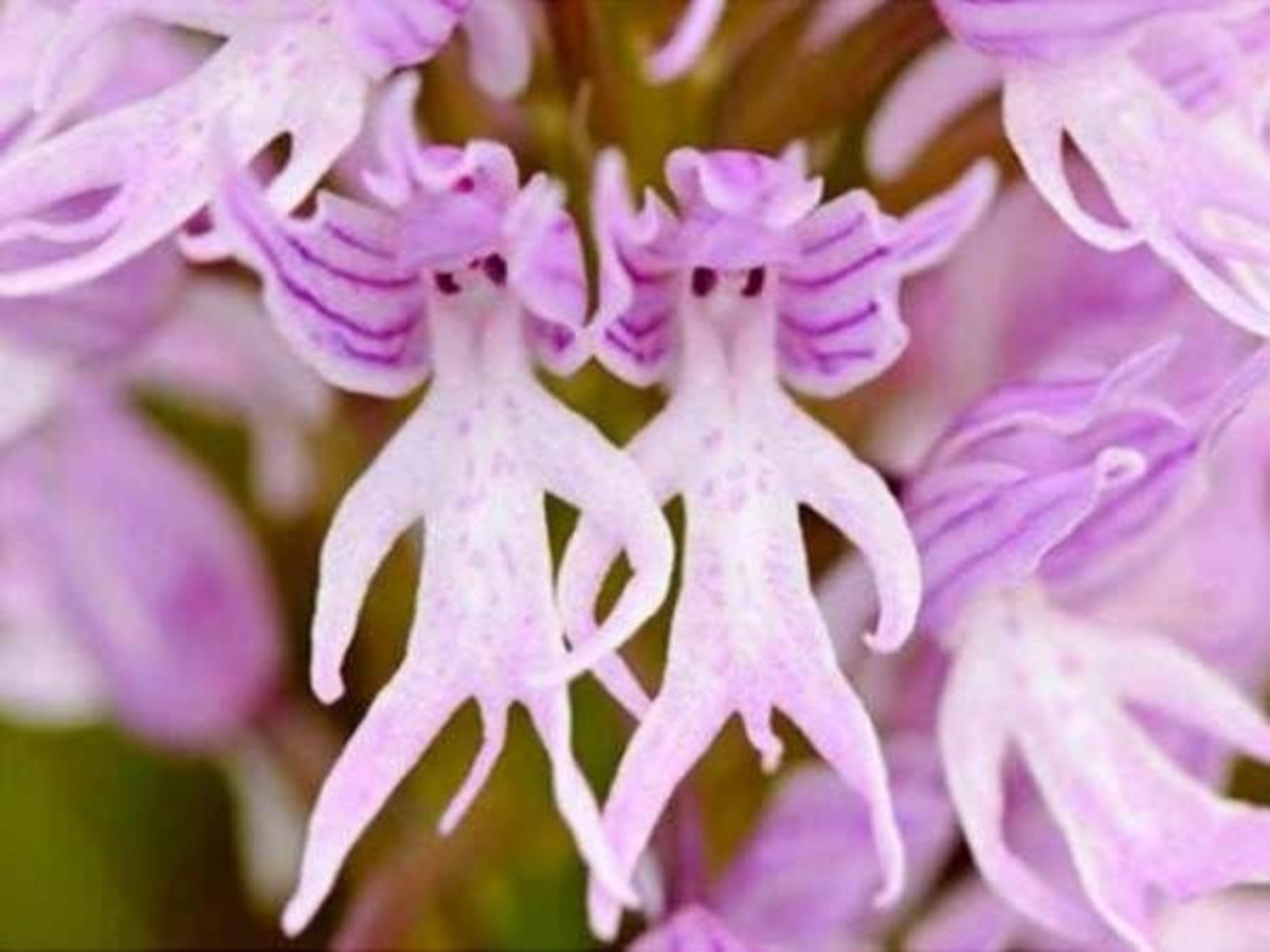 Enjoy the Cheeky Charm of the Naked Man Orchid