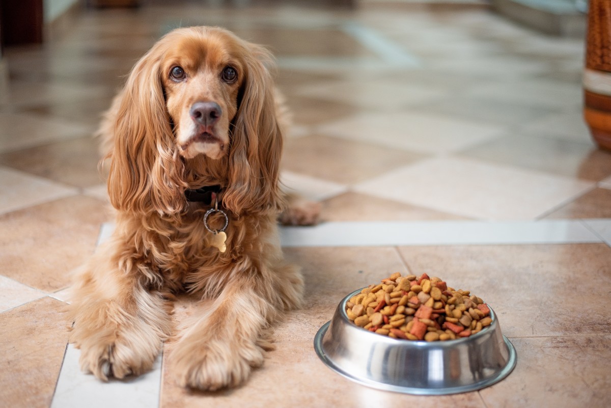 9 Ways to Trick Your Dog Into Thinking His Food Is a Treat