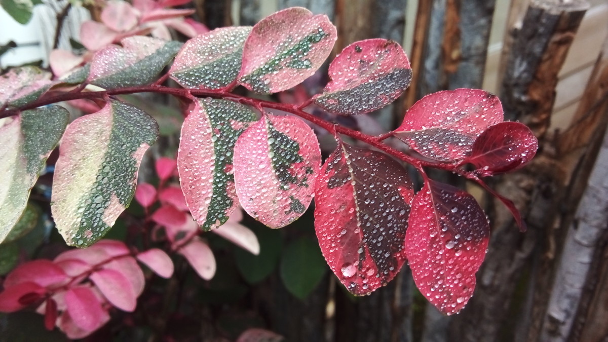 Your Complete Guide to Cultivating and Caring for Snow Bush Plants