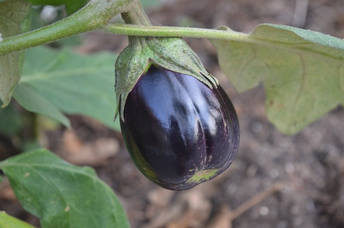 How to Grow Eggplant Successfully The Ultimate Guide Dengarden