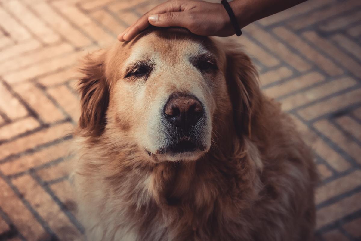 Senior dog orders peeing and pooping in house