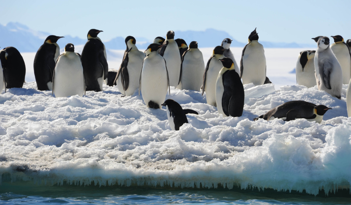 Making Penguin Protection a Priority - HubPages