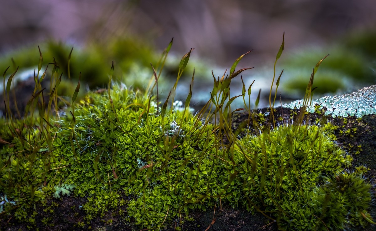 Having a Low-Maintenance Moss Garden in Your Yard Brings Joy and Environmental Benefits