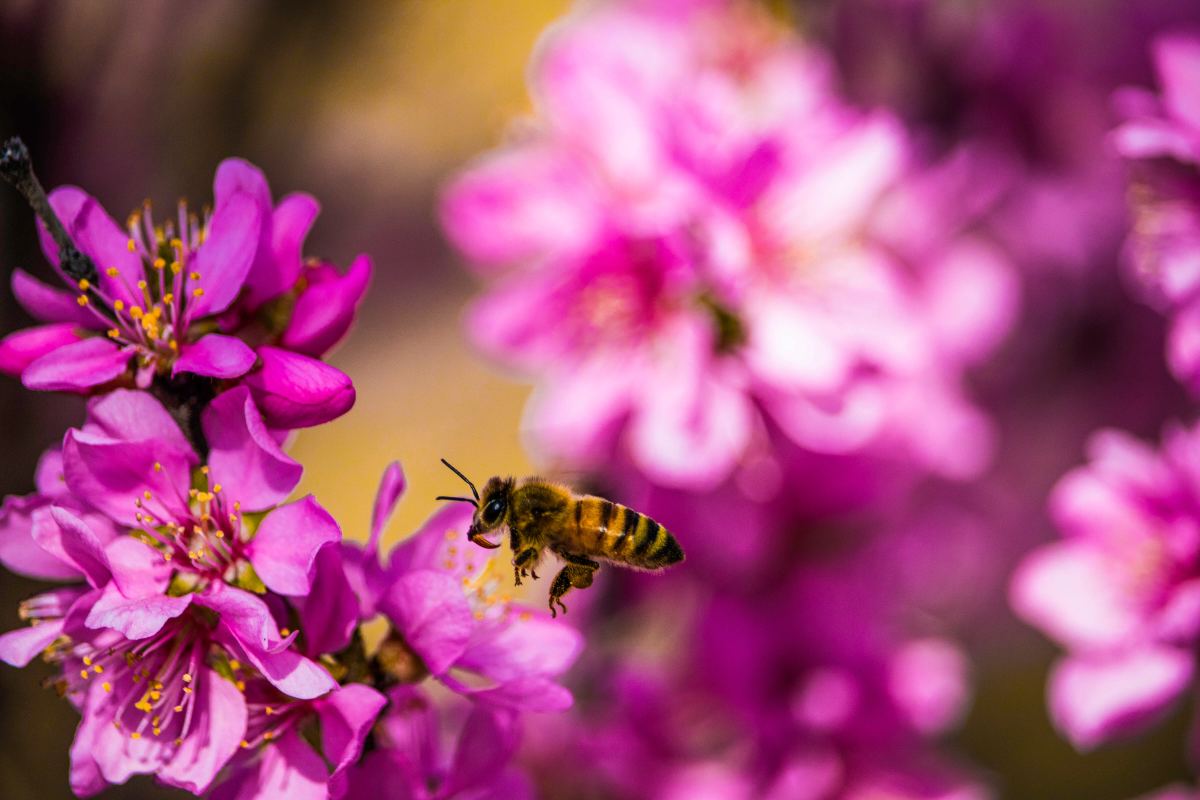 What Maverick Bees Teach Us About Marketing