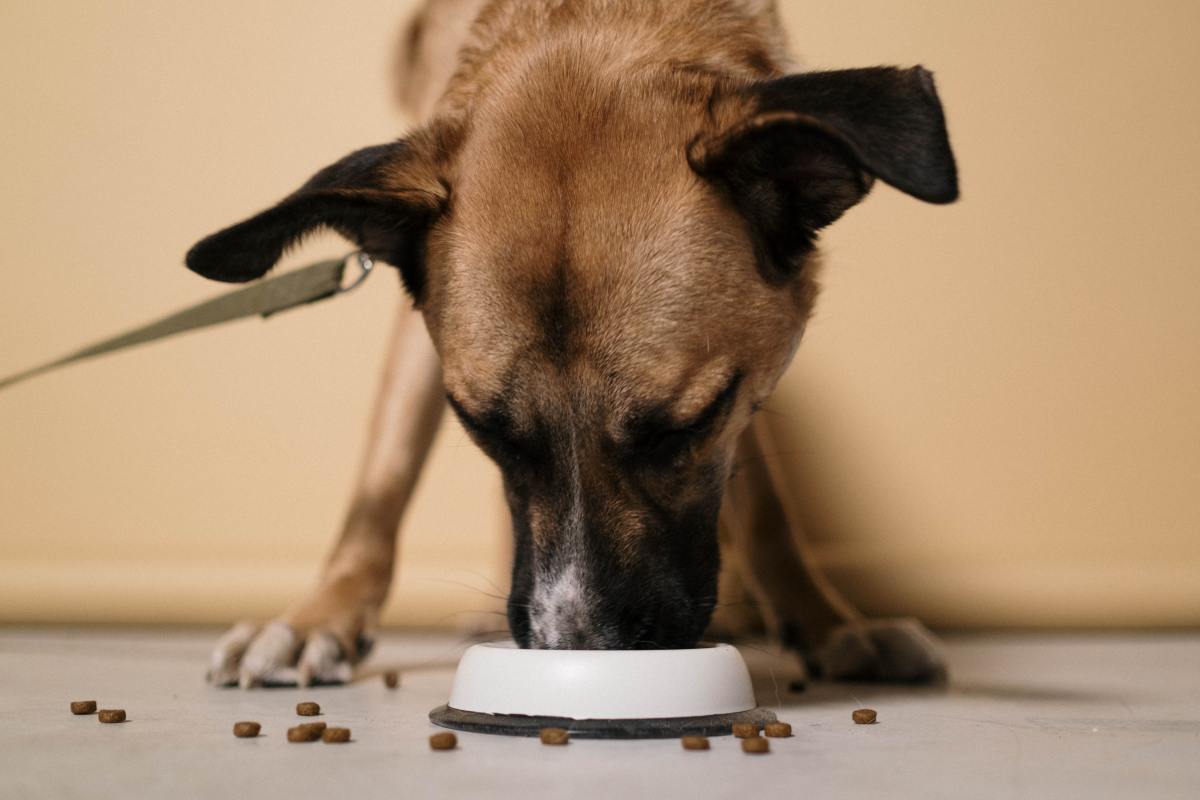 Food aggression in dogs towards clearance other dogs