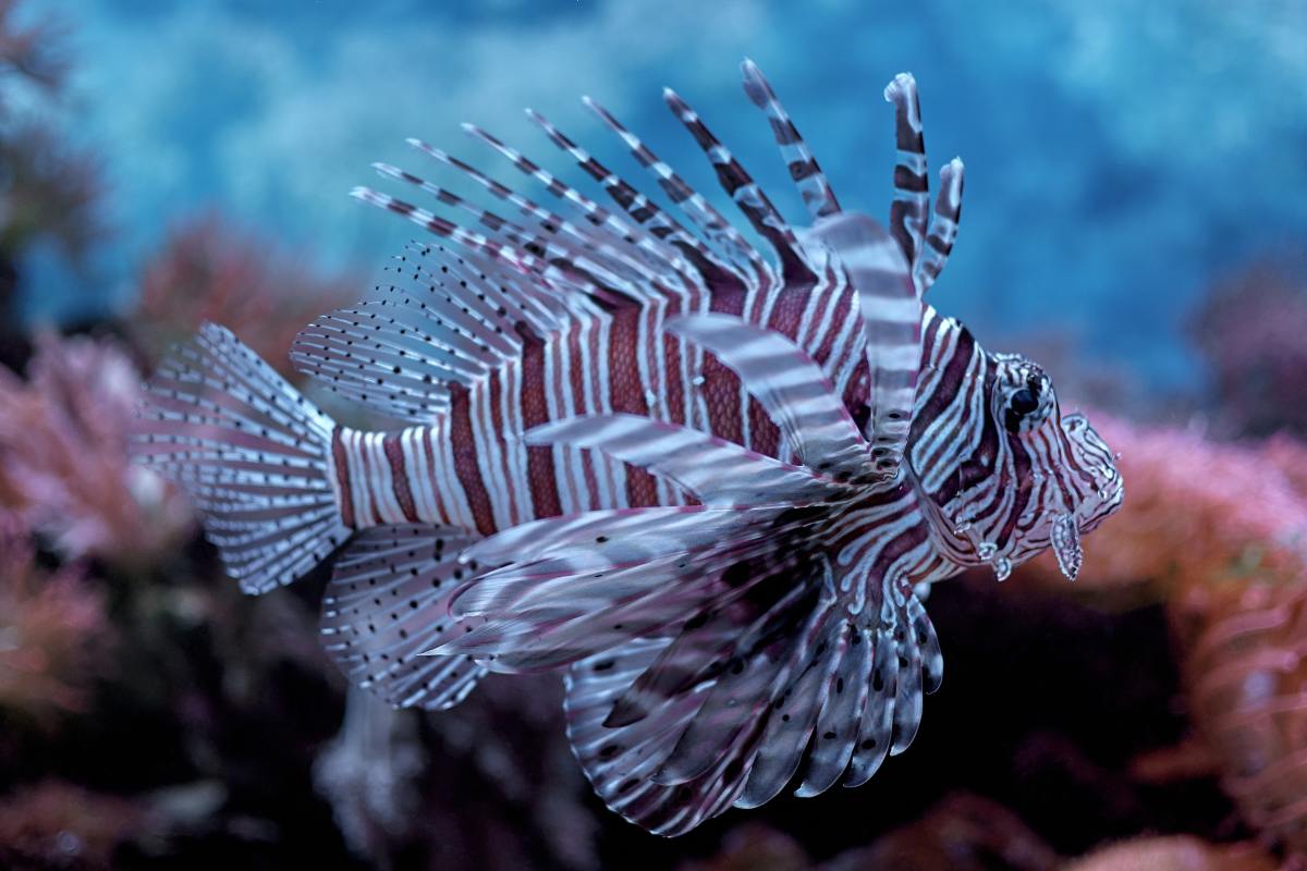 The Fascinating World of Spiny, Spiky Sea Creatures