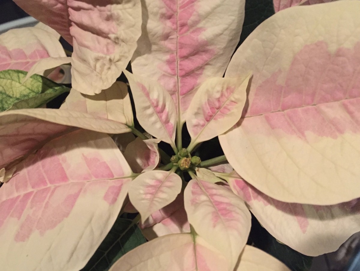 Growing and Caring for Poinsettia