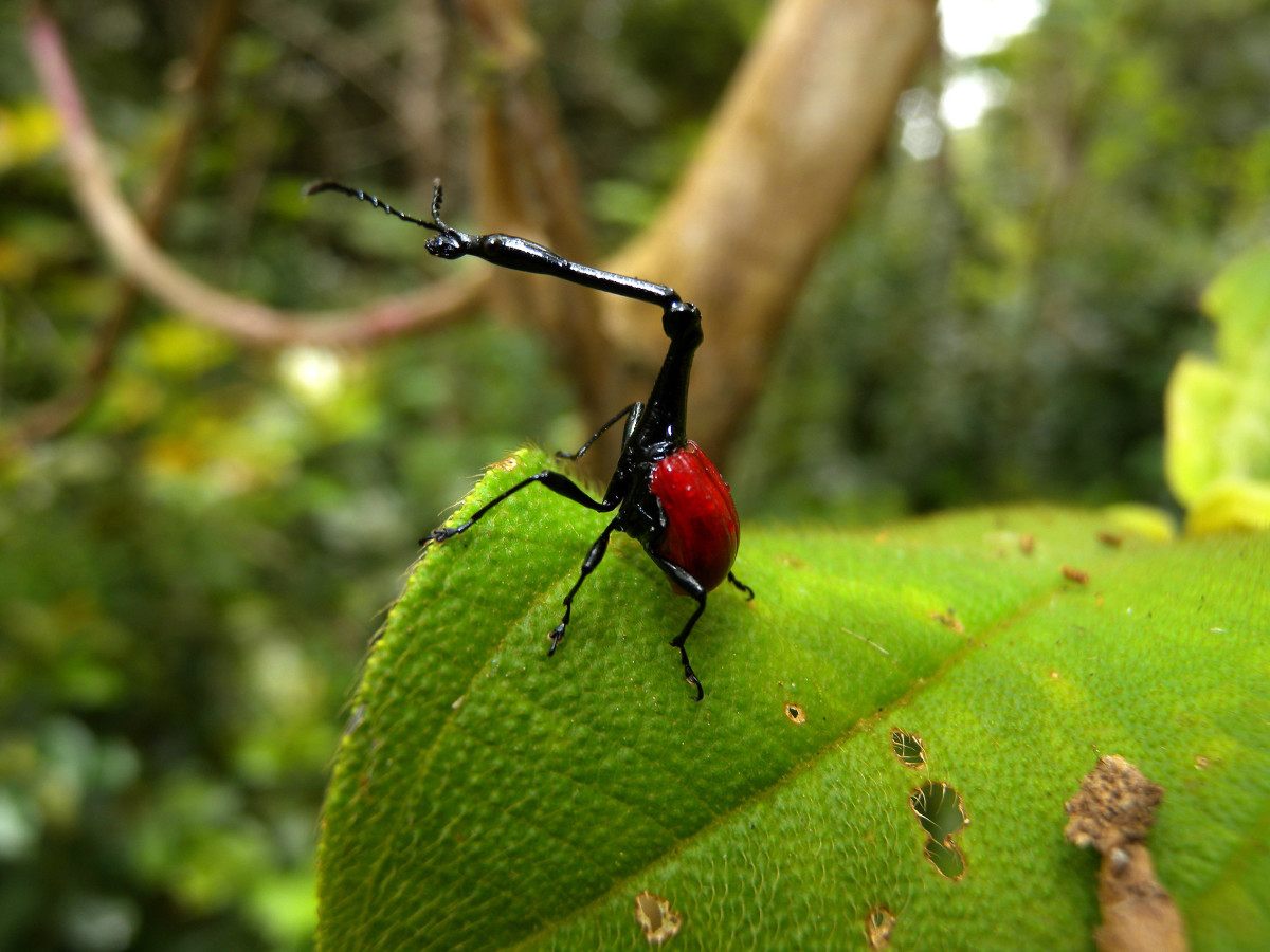 Interesting Facts About the Giraffe Weevil of Madagascar
