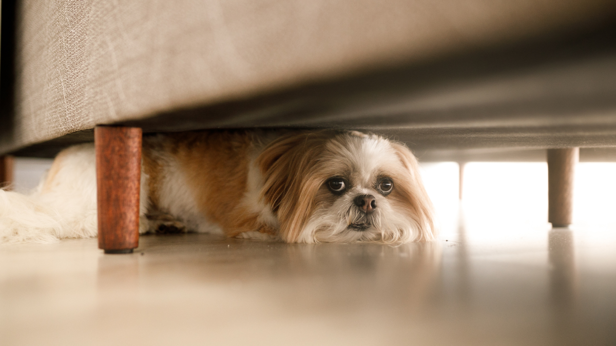Why Is My Dog Whining and Hiding Under the Bed?