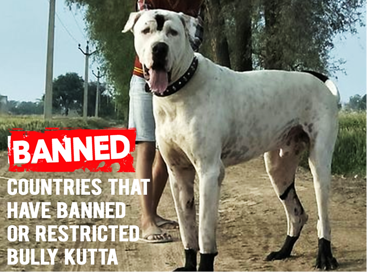Seven Countries Where Bully Kutta is Banned or Restricted