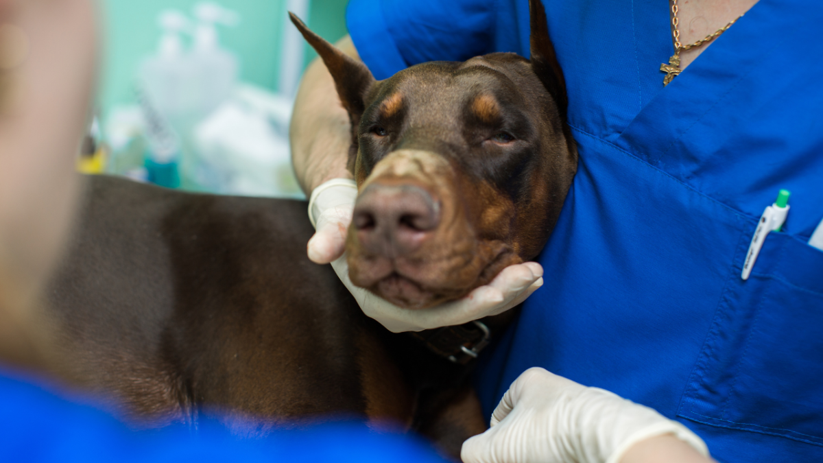 14 Complications With TPLO Surgery in Dogs