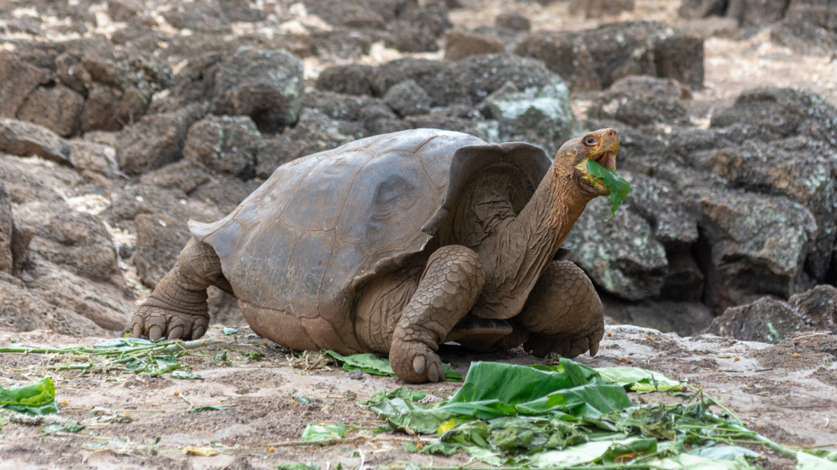 How to Protect the Galapagos Giant Tortoises From Extinction