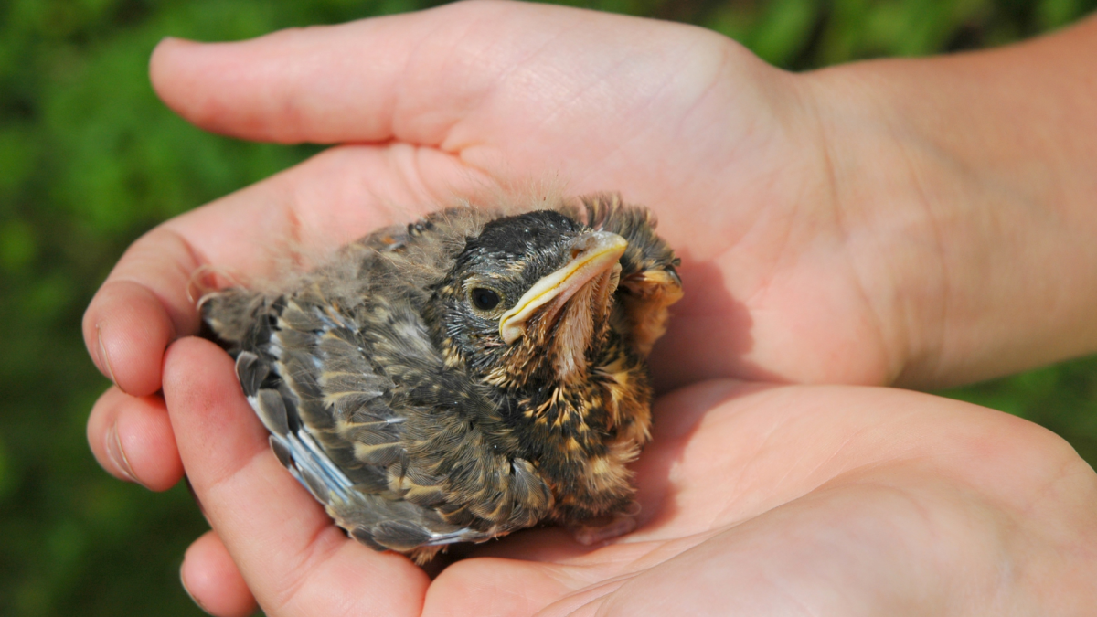 Why Do Baby Birds Die Suddenly Even When They Seem Okay?