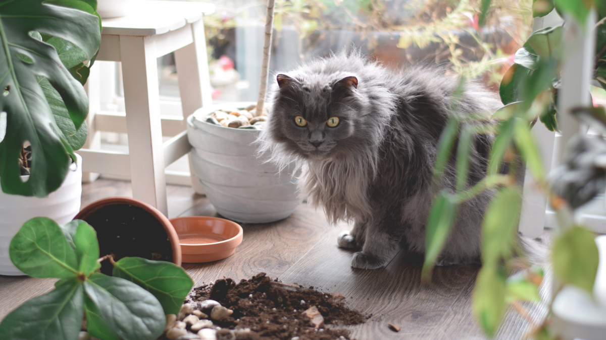 Nontoxic House Plants That Are Safe for Your Cat
