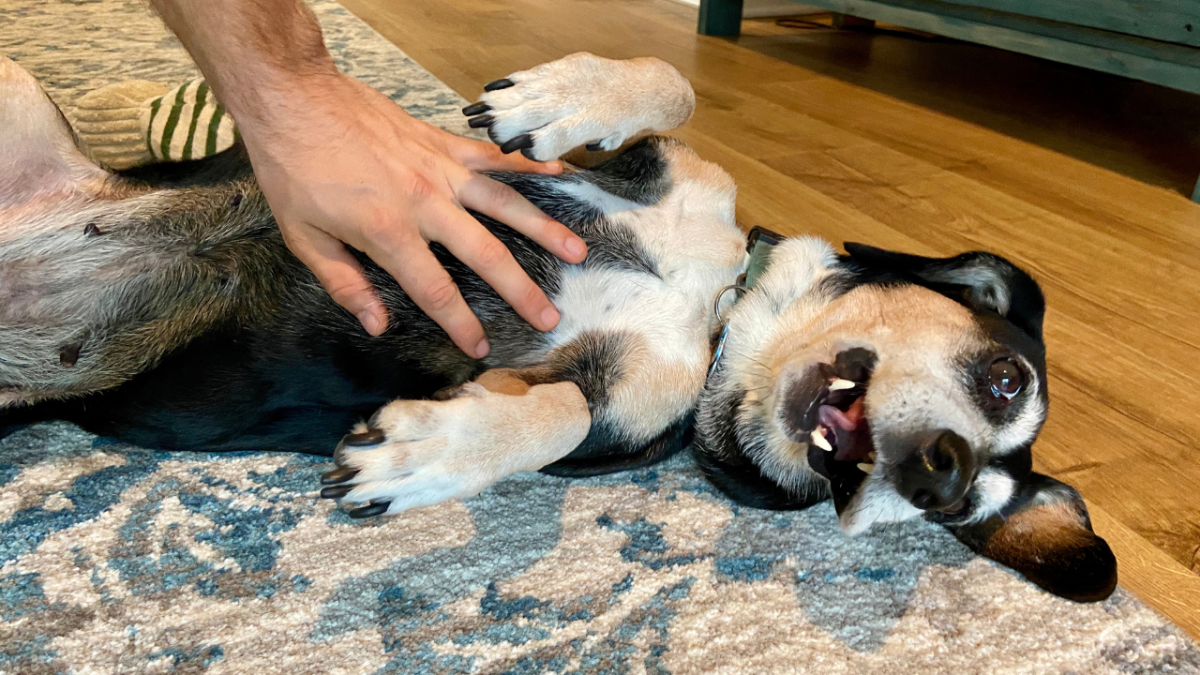 Do Dogs Like Belly Rubs? Here's What Experts Say