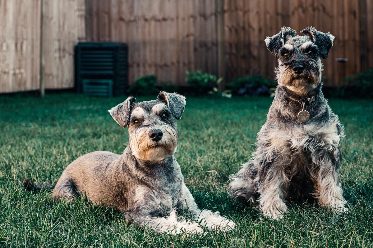 Why Some People Think Schnauzers Are the Worst Dogs