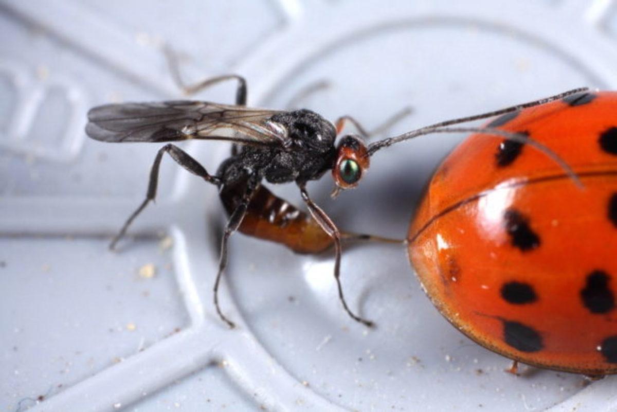 How the Green-Eyed Wasp Turns Ladybugs Into Paralyzed Babysitters