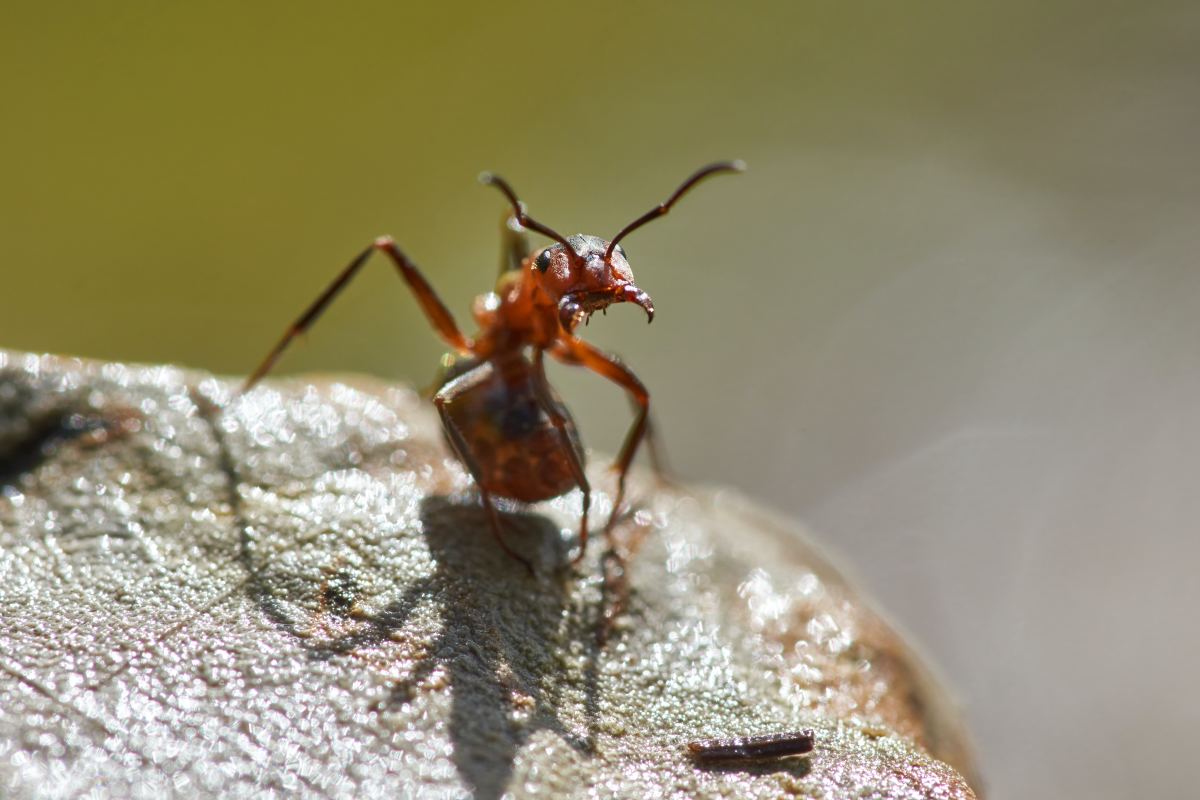 The Powerful Mandibles of Trap-Jaw Ants Capture Prey at Lightning Speed
