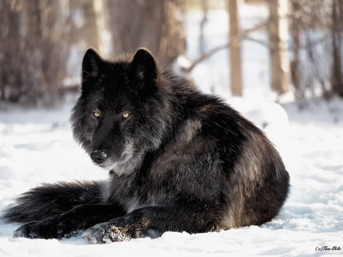Wolf Hybrid Dog