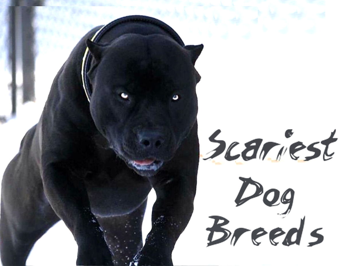 15 Scariest Looking Dog Breeds