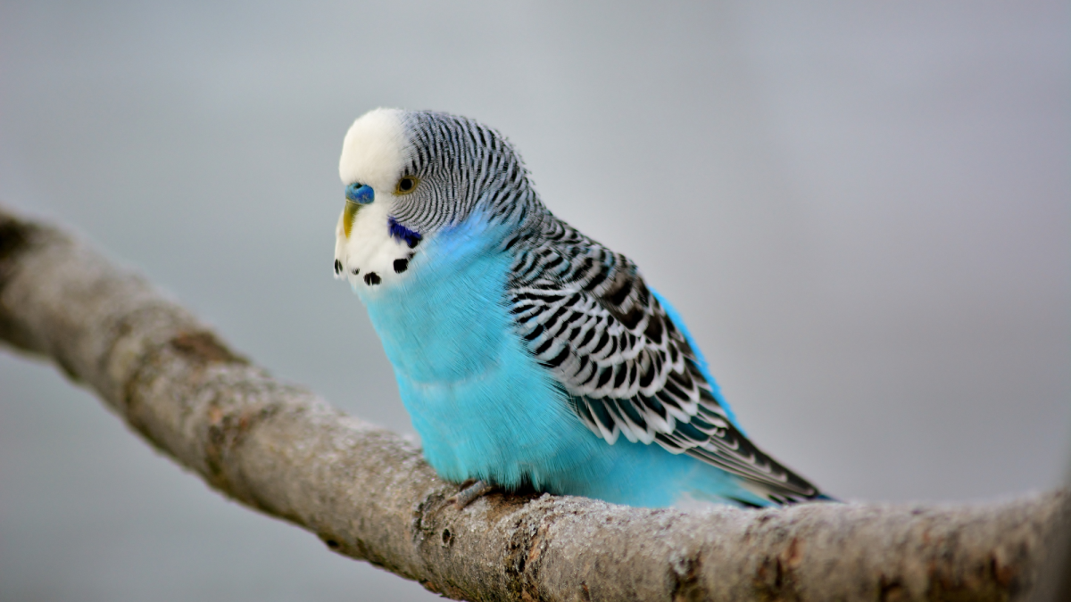 How to Care for Your Pet Budgie